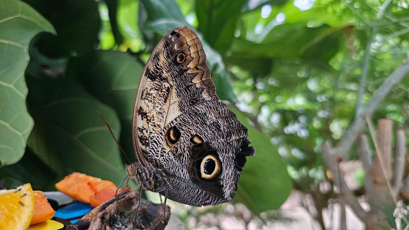 פרפר עם כתמי עיניים דמויי ינשוף על כנפיו, נח על ענף בסביבה ירוקה.