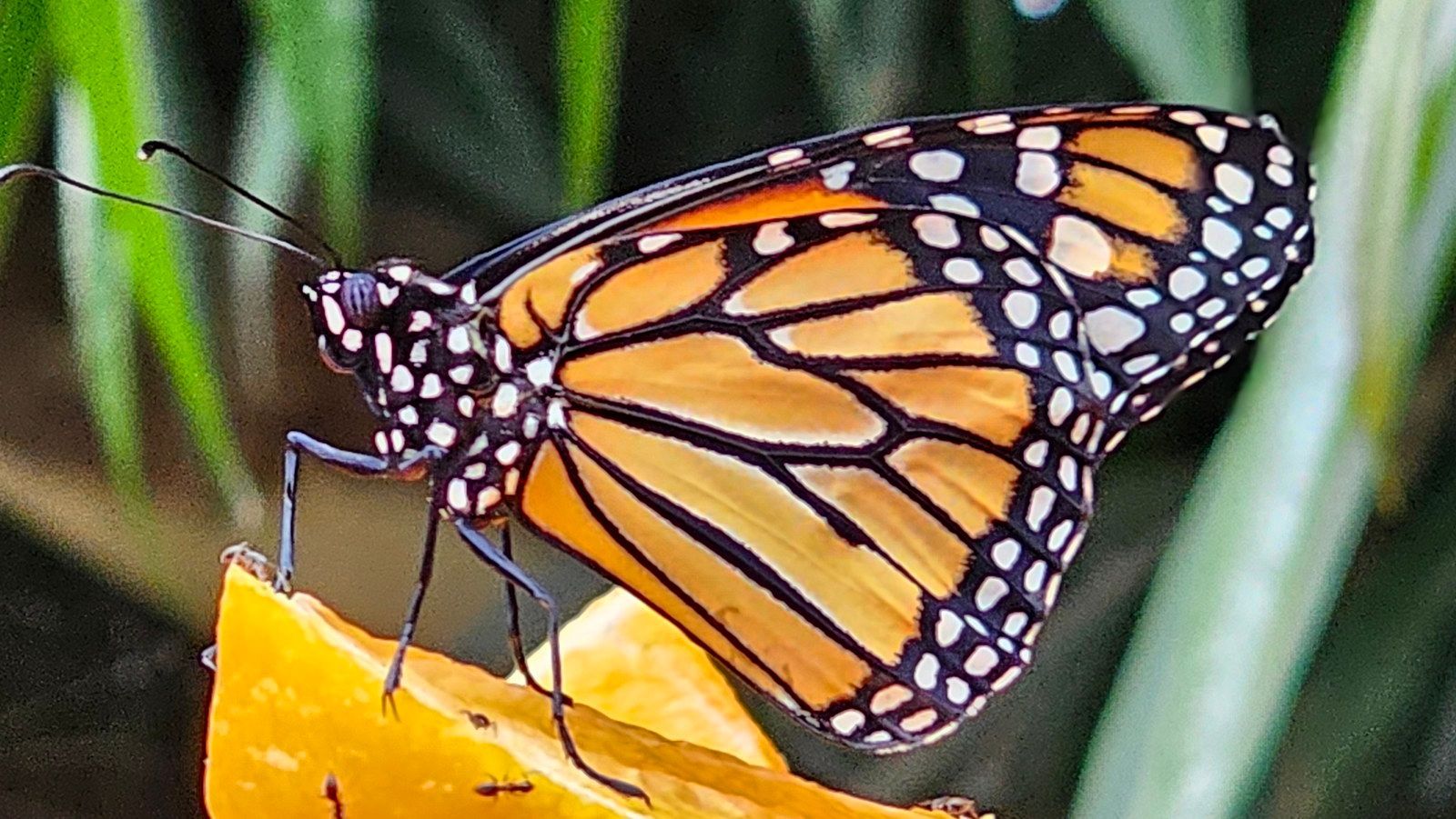 פרפר מונרך עם כנפיים כתומות ושחורות יושב על פרי כתום.