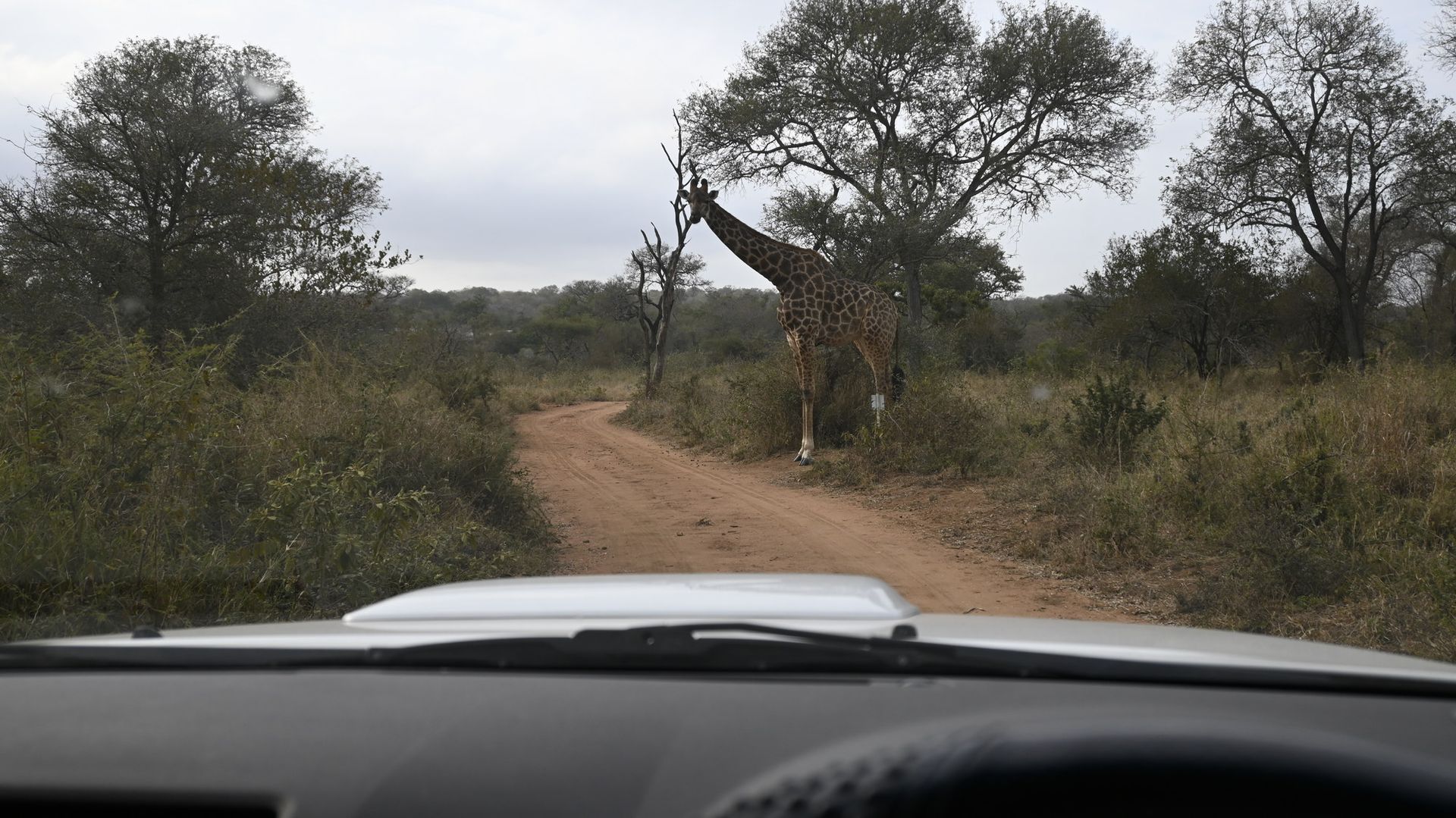 ג'ירפה עומדת באמצע דרך עפר