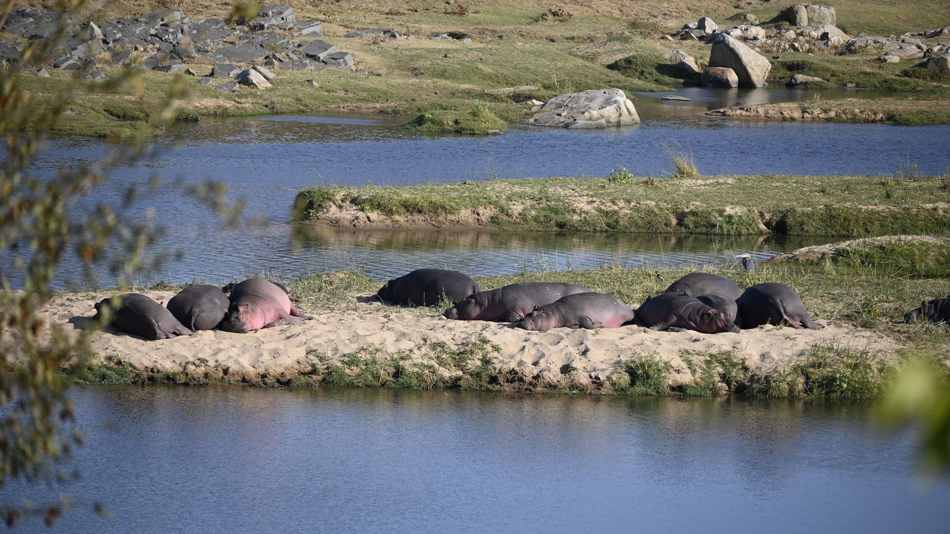 עדר של היפופוטמים שוכב על אי קטן באמצע אגם.