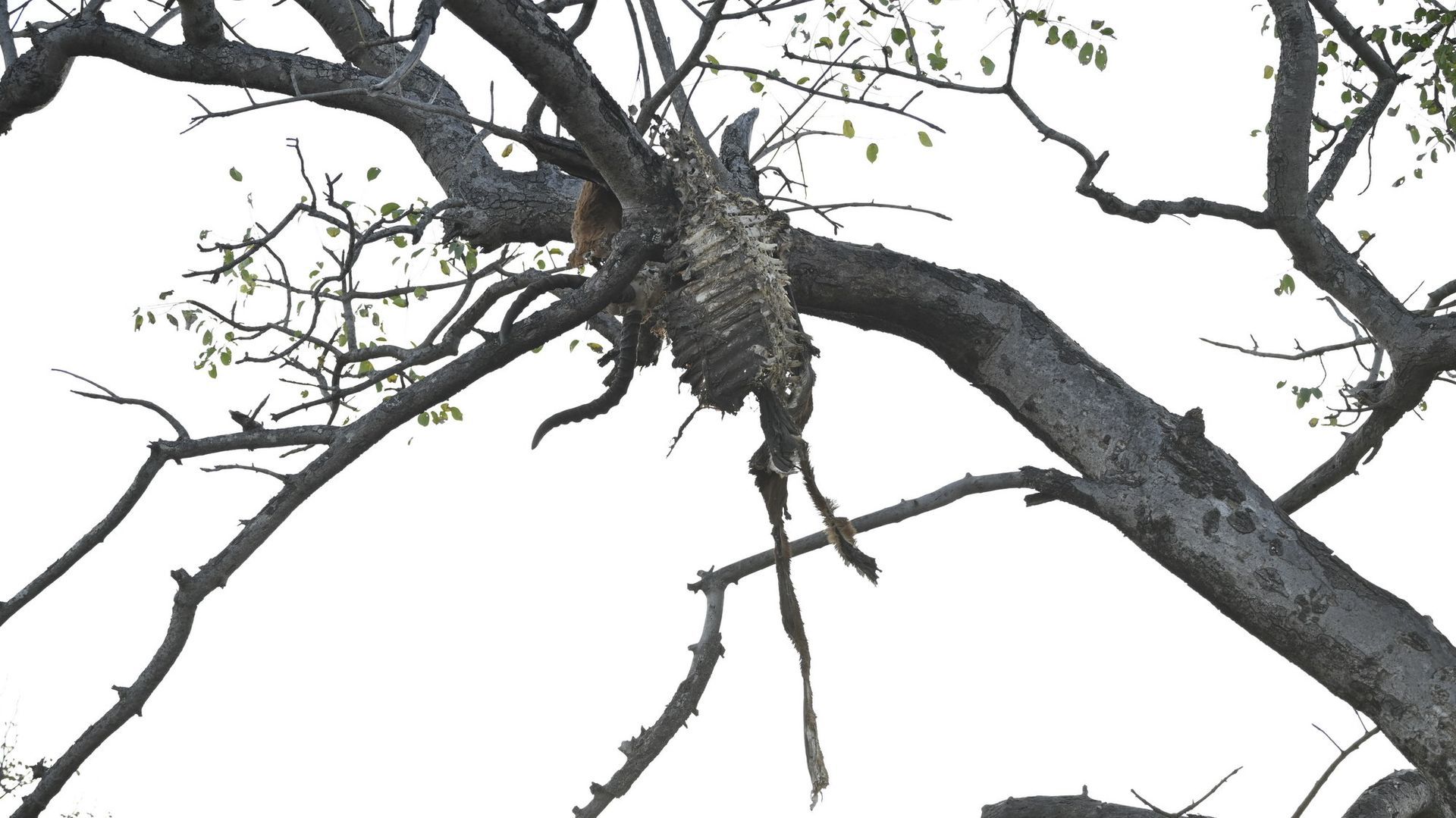 ציפור יושבת על ענף עץ עם רקע לבן