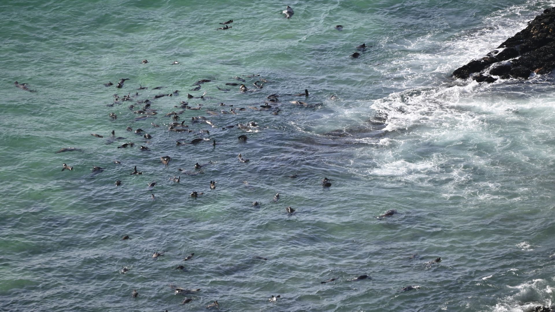 להקת כלבי ים שוחה באוקיינוס ​​ליד חוף סלעי.