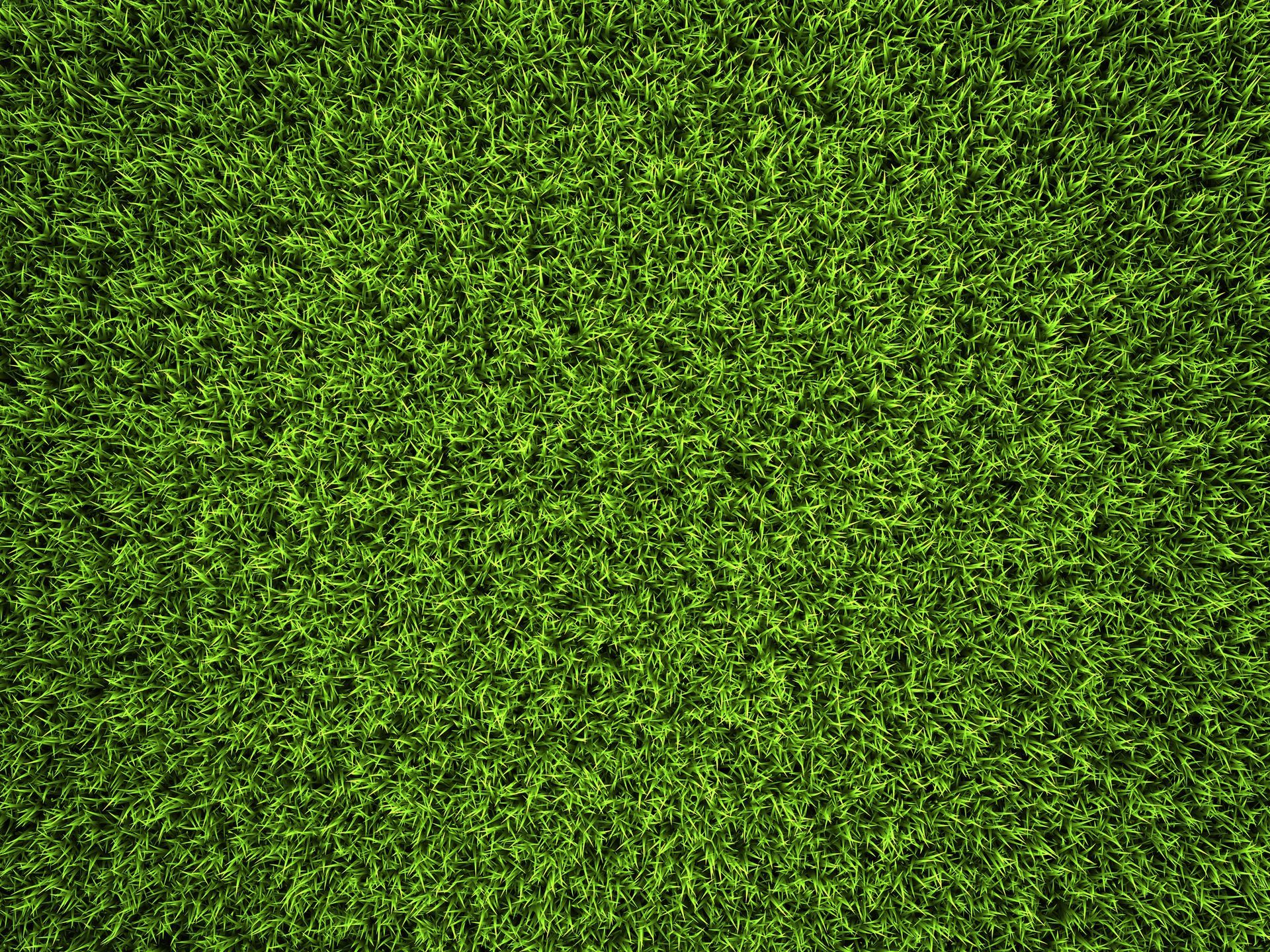 A close up of a lush green field of grass.