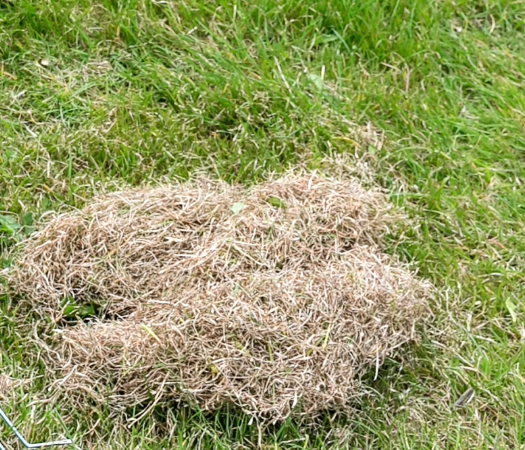 A pile of brown grass is laying on top of a lush green lawn.