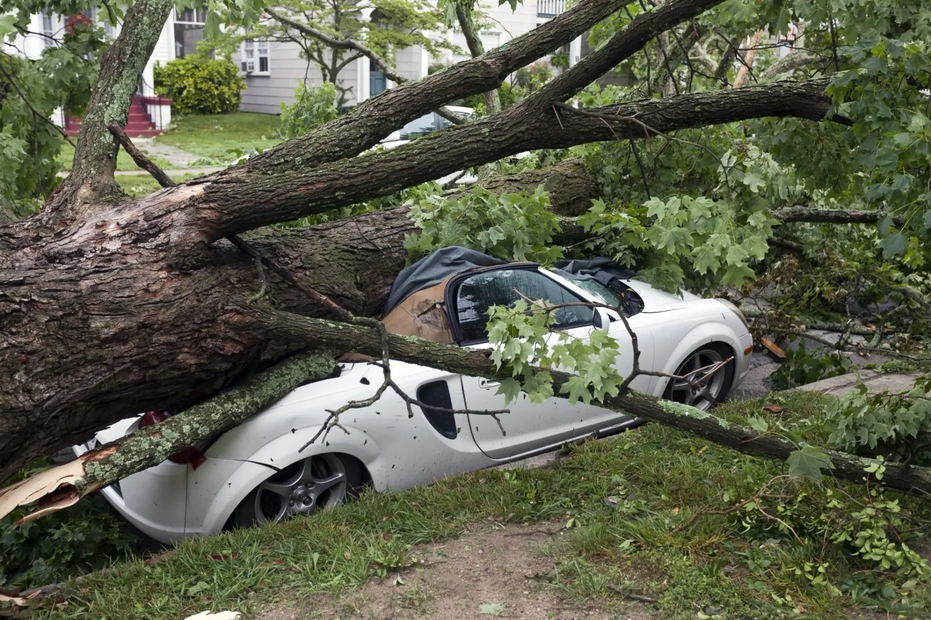 Fallen Tree that Has Destroyed a Car — Hendersonville, NC — All Pro Tree & Crane