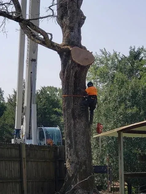 Worker Tied to Tree — Hendersonville, NC — All Pro Tree & Crane