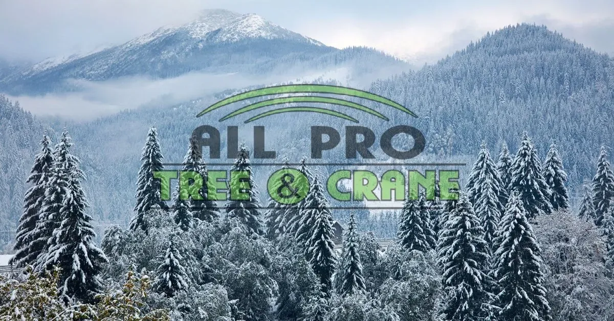 Snowy Forest with Mountains — Hendersonville, NC — All Pro Tree & Crane