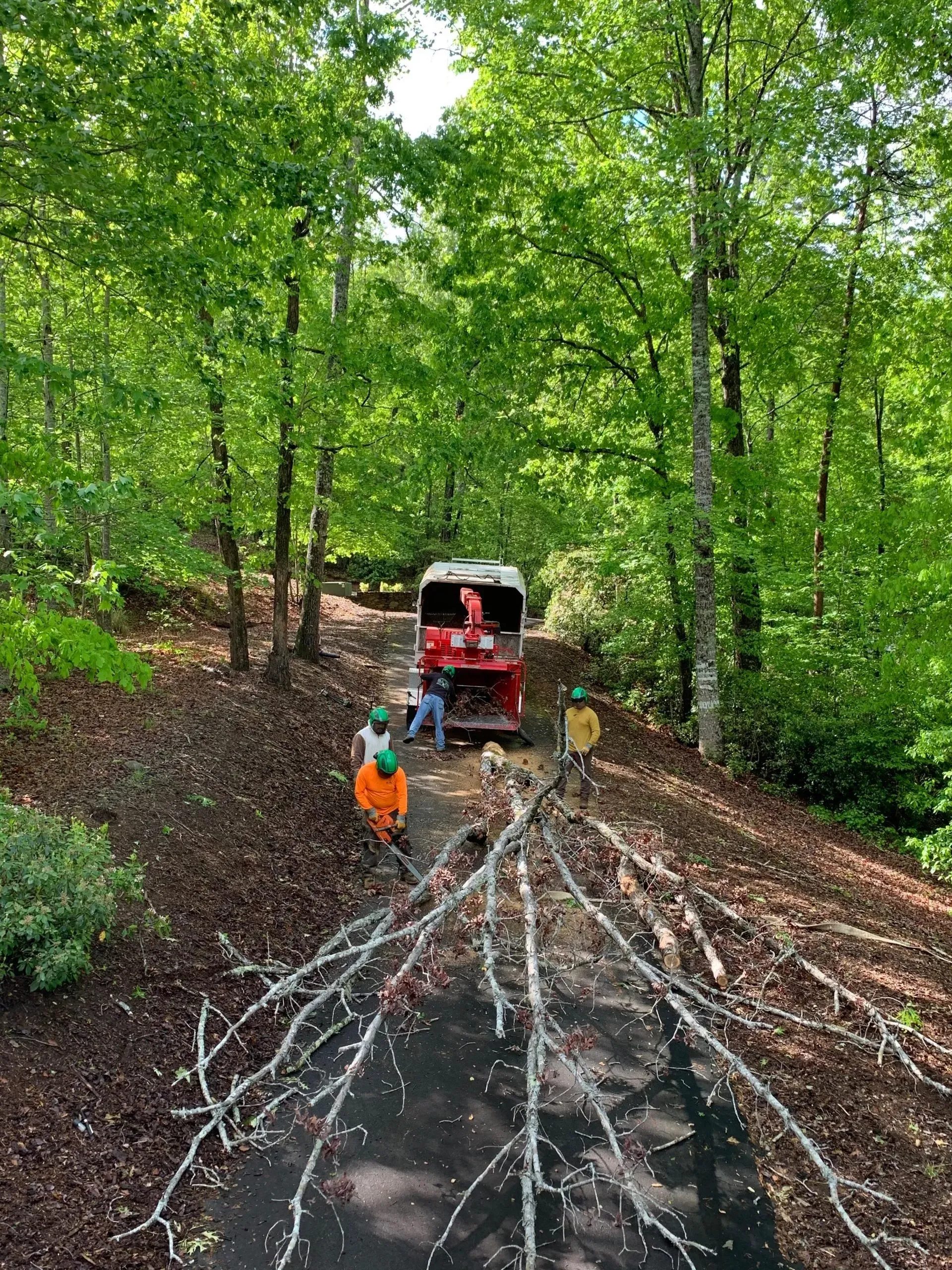 Multiple Workers Trimming Tree — Hendersonville, NC — All Pro Tree & Crane