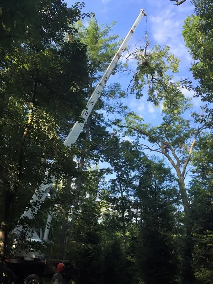 Crane Being Used to Lift Tree — Hendersonville, NC — All Pro Tree & Crane