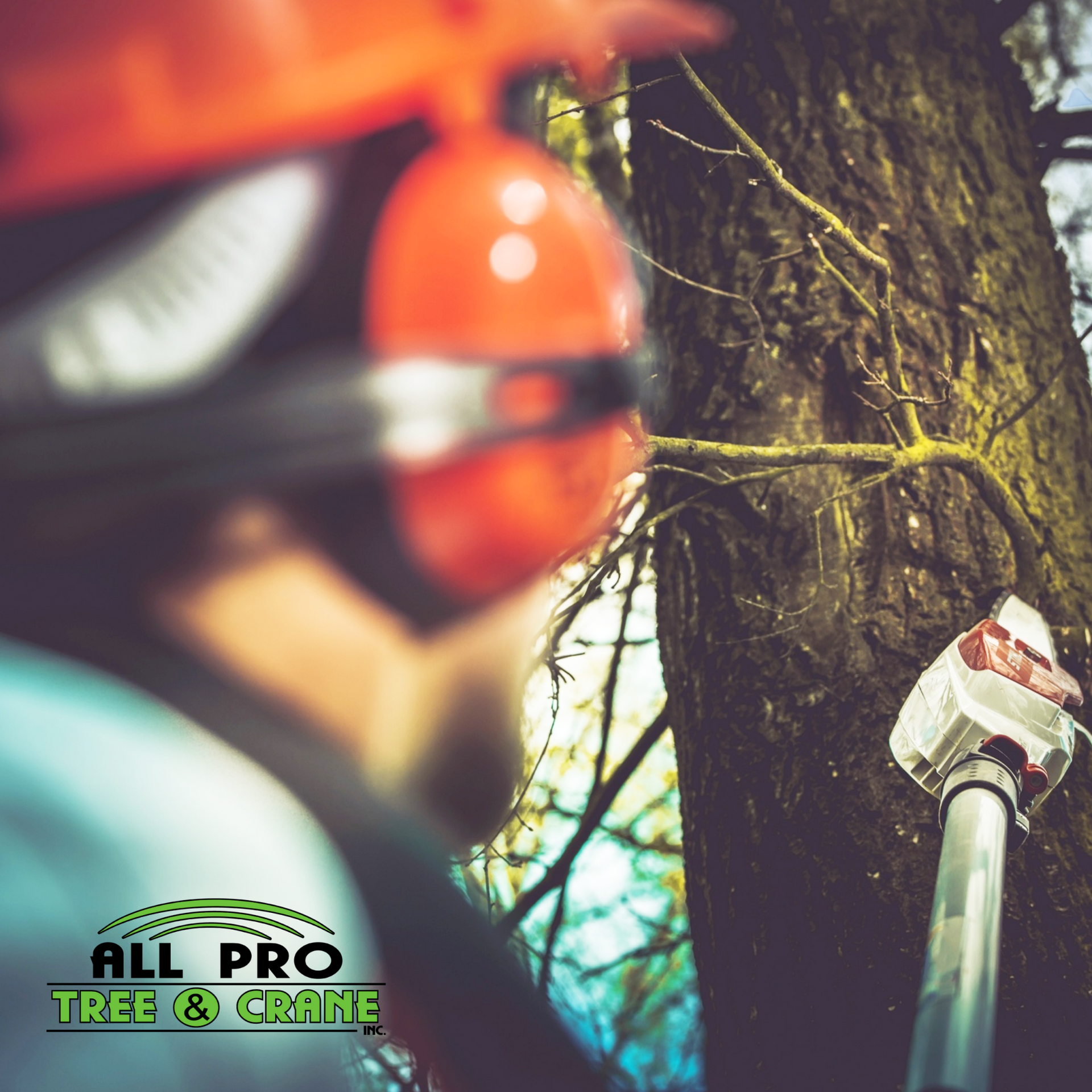 Worker Preparing to Cut Tree — Hendersonville, NC — All Pro Tree & Crane