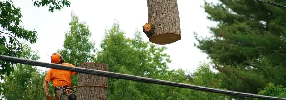 Worker Looking at Tree Log — Hendersonville, NC — All Pro Tree & Crane