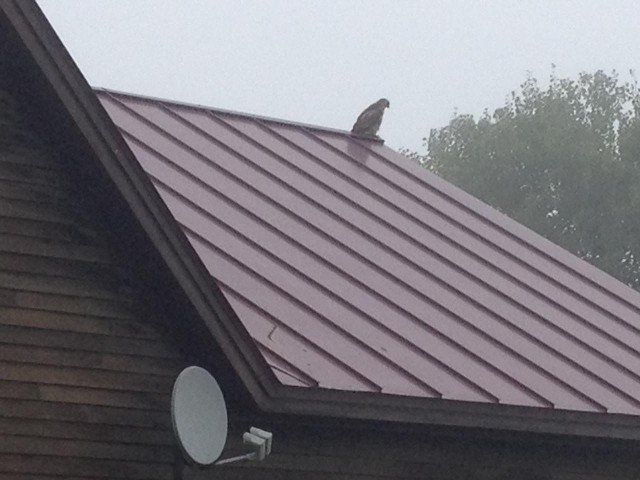 Falcon Sitting on The Top of a Recent Roof Renovation