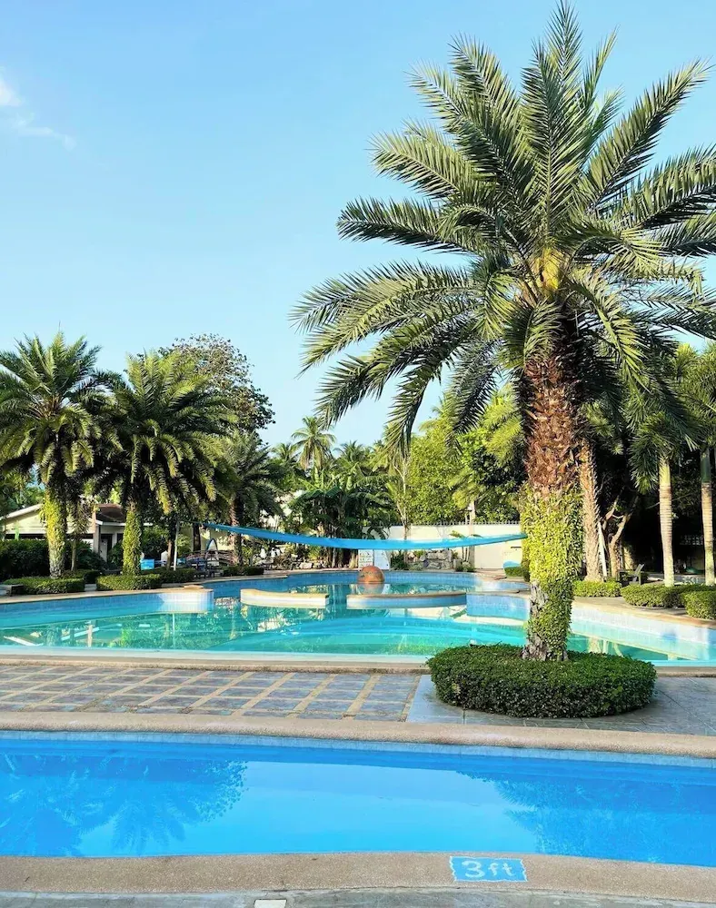 Palm trees frame a bright blue swimming pool on a sunny day.