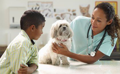 shitzu pet Phoenix AZ USA - Blue Cross Veterinary Clinic