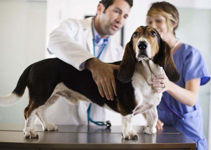 long dog clinic Phoenix AZ USA - Blue Cross Veterinary Clinic