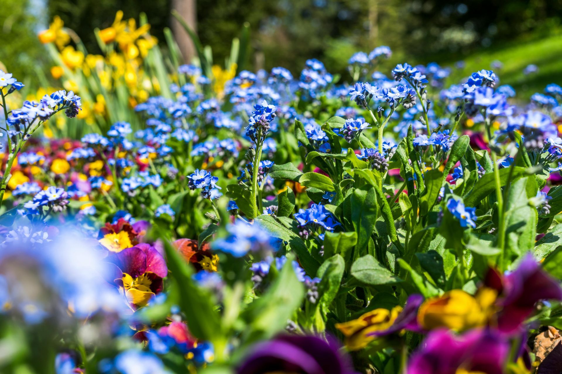 Close-up of a flower bed with blue forget-me-nots, yellow daffodils, and purple and yellow pansies in bloom.