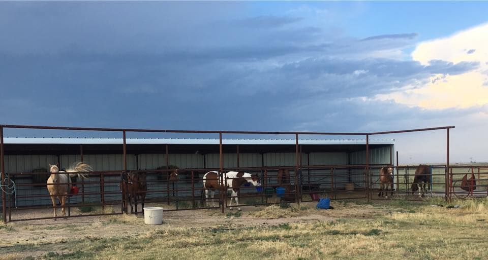A group of horses are standing in a fenced in area.