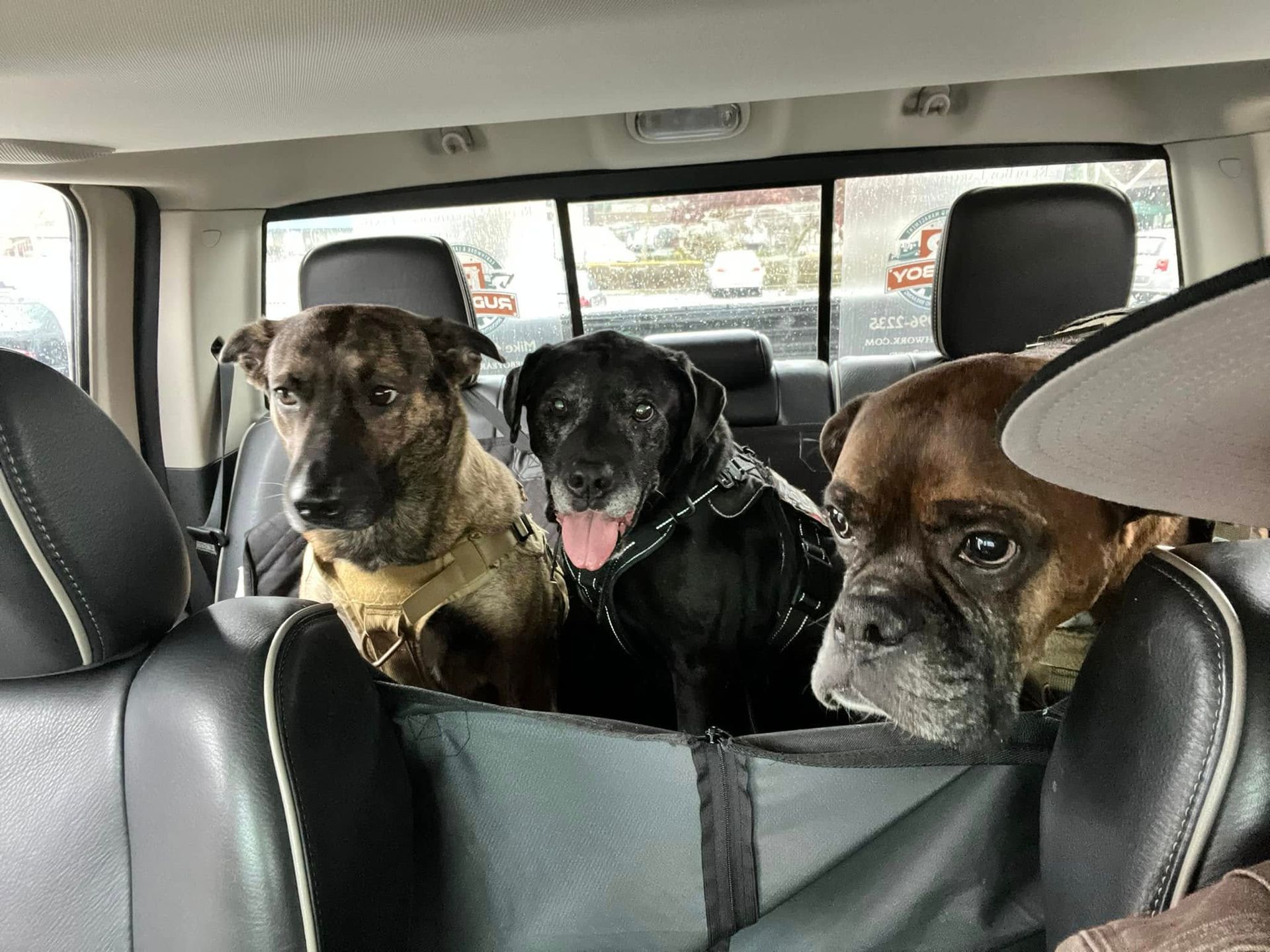 Three dogs sitting in the back seat of a car: a brindle, a black dog with its tongue out, and a brown boxer.