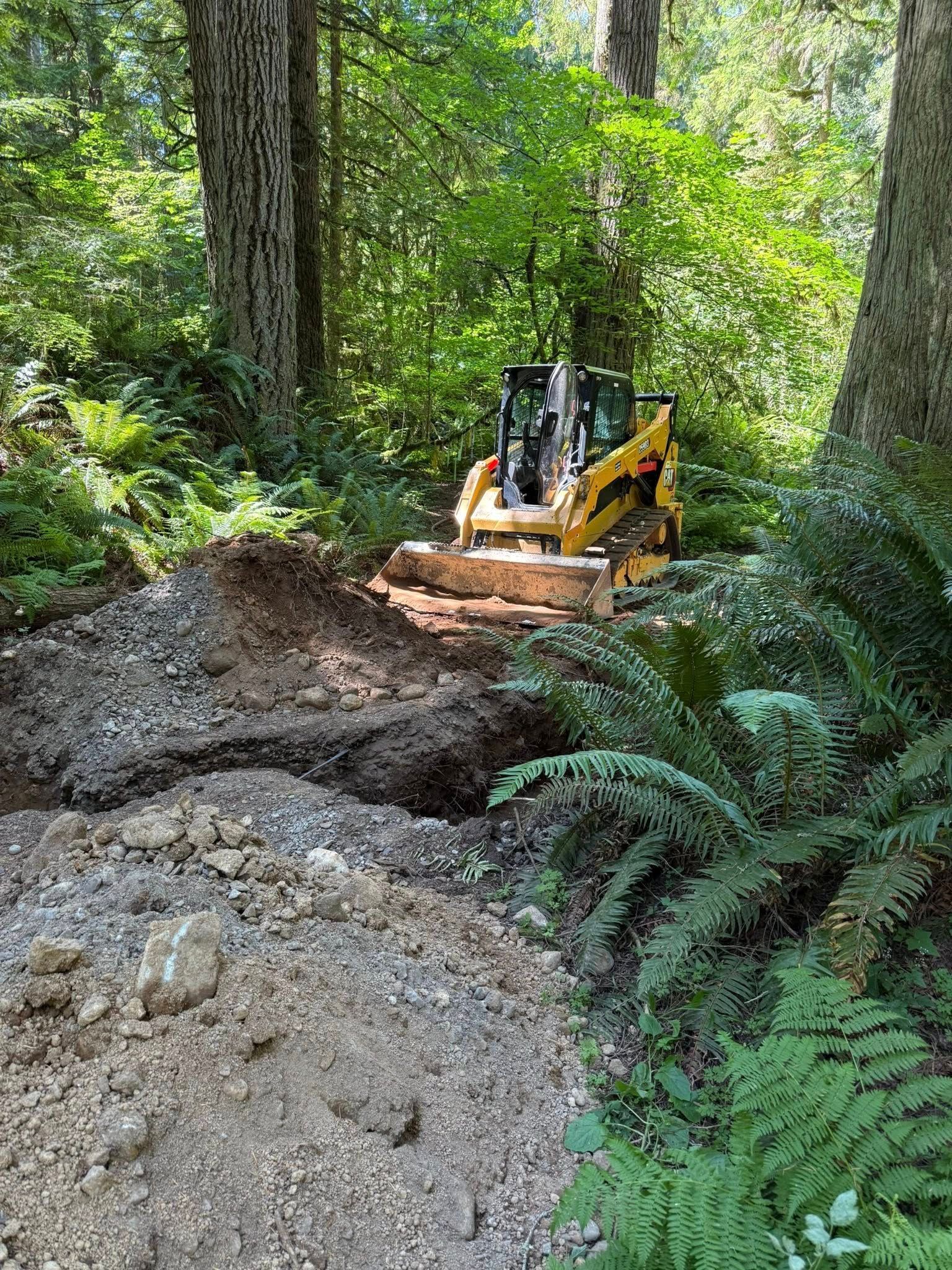 A yellow skid steer loader sits on a dirt path in a lush, green forest surrounded by trees and ferns.