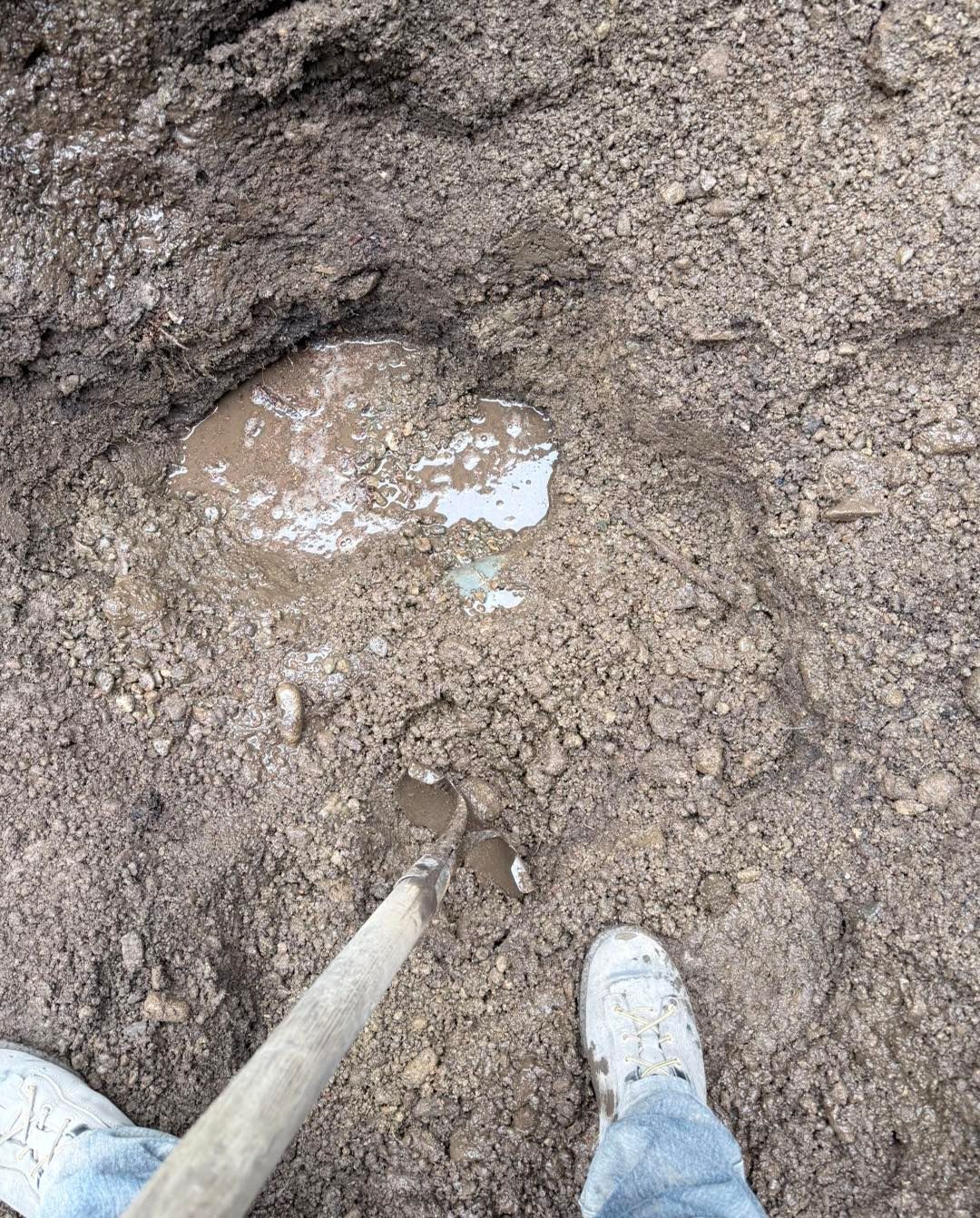 A first-person view of a muddy ground area with a puddle, a shovel handle, and a pair of white sneakers.