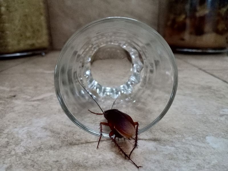 Protecting Against German Roaches with Pest Control