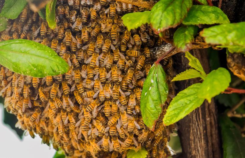 Pest Control Services in TriCities, WA Proterra Pest Control