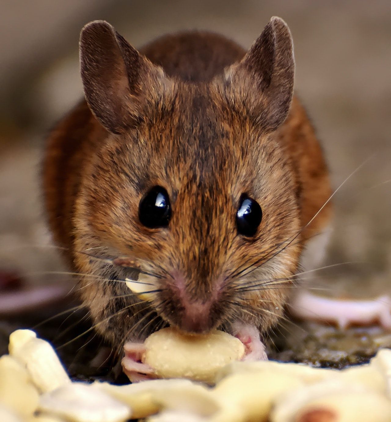 Common Misconceptions about Rats