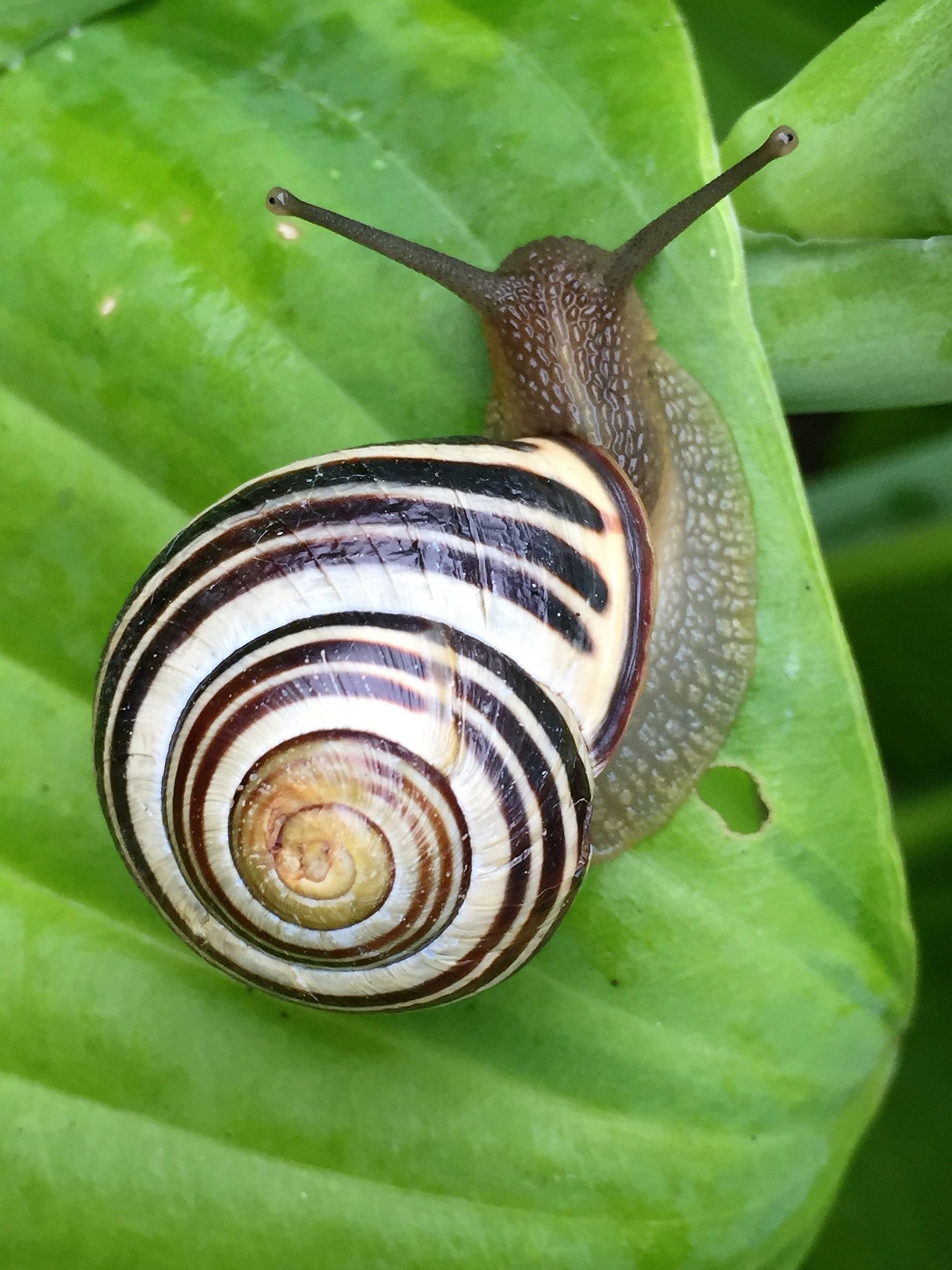 Addressing Disease Spreading in Snails Through Pest Control