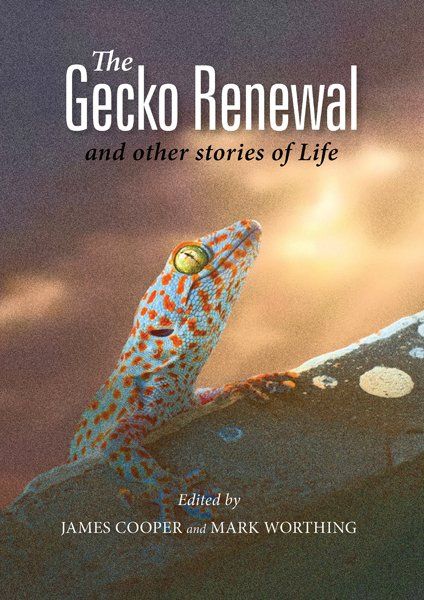 Eternity Matters The Gecko Renewal