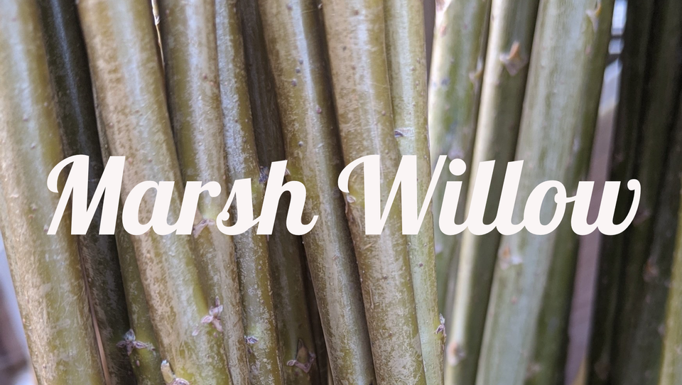 Marsh Willow