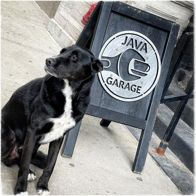 A black and white dog sitting in front of a java garage sign