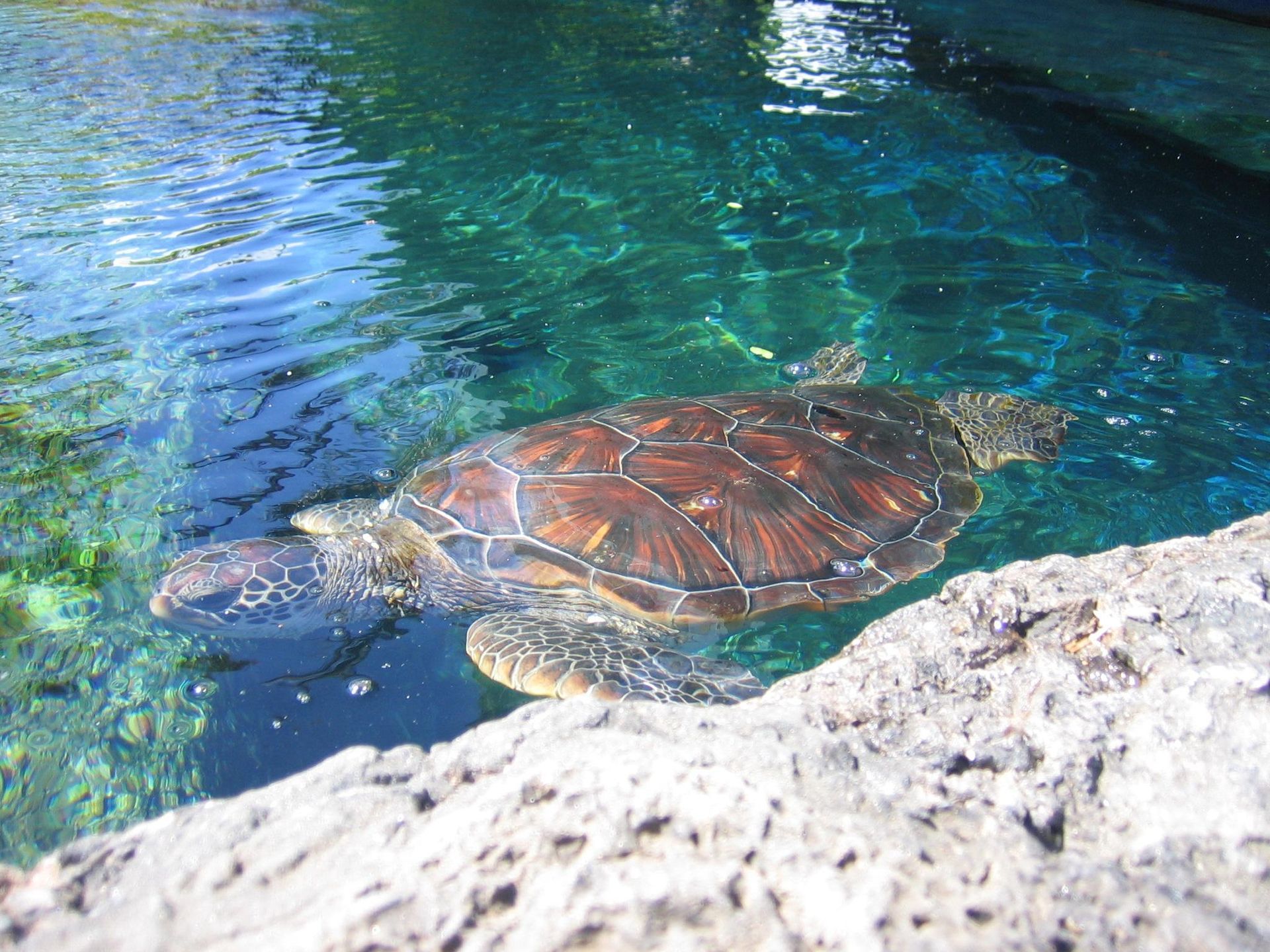 A sea turtle is swimming in the water near a rock