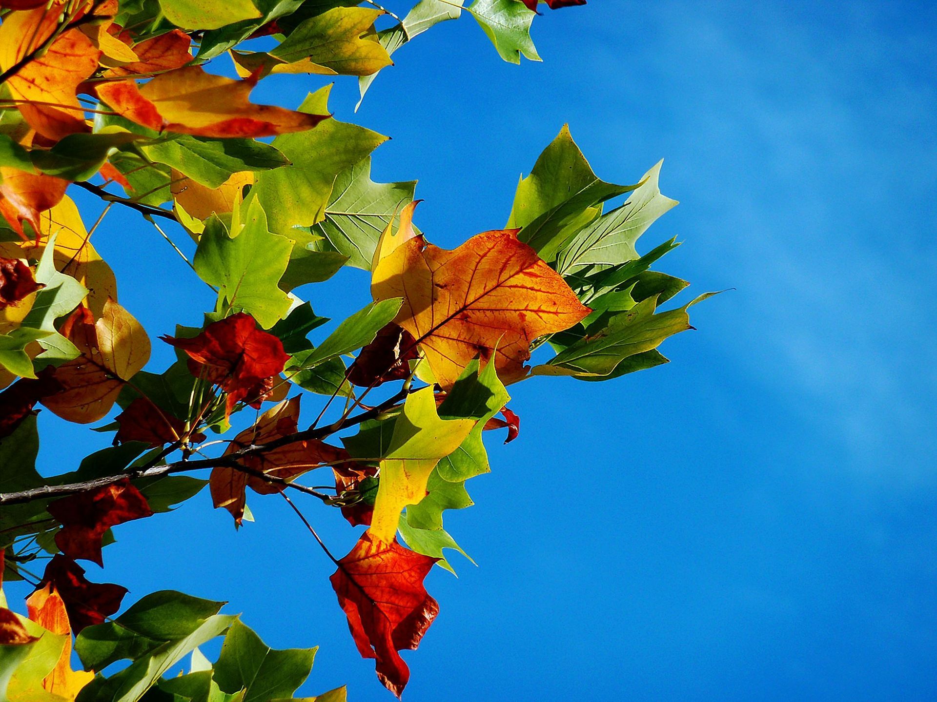 A tree branch with colorful leaves against a blue sky