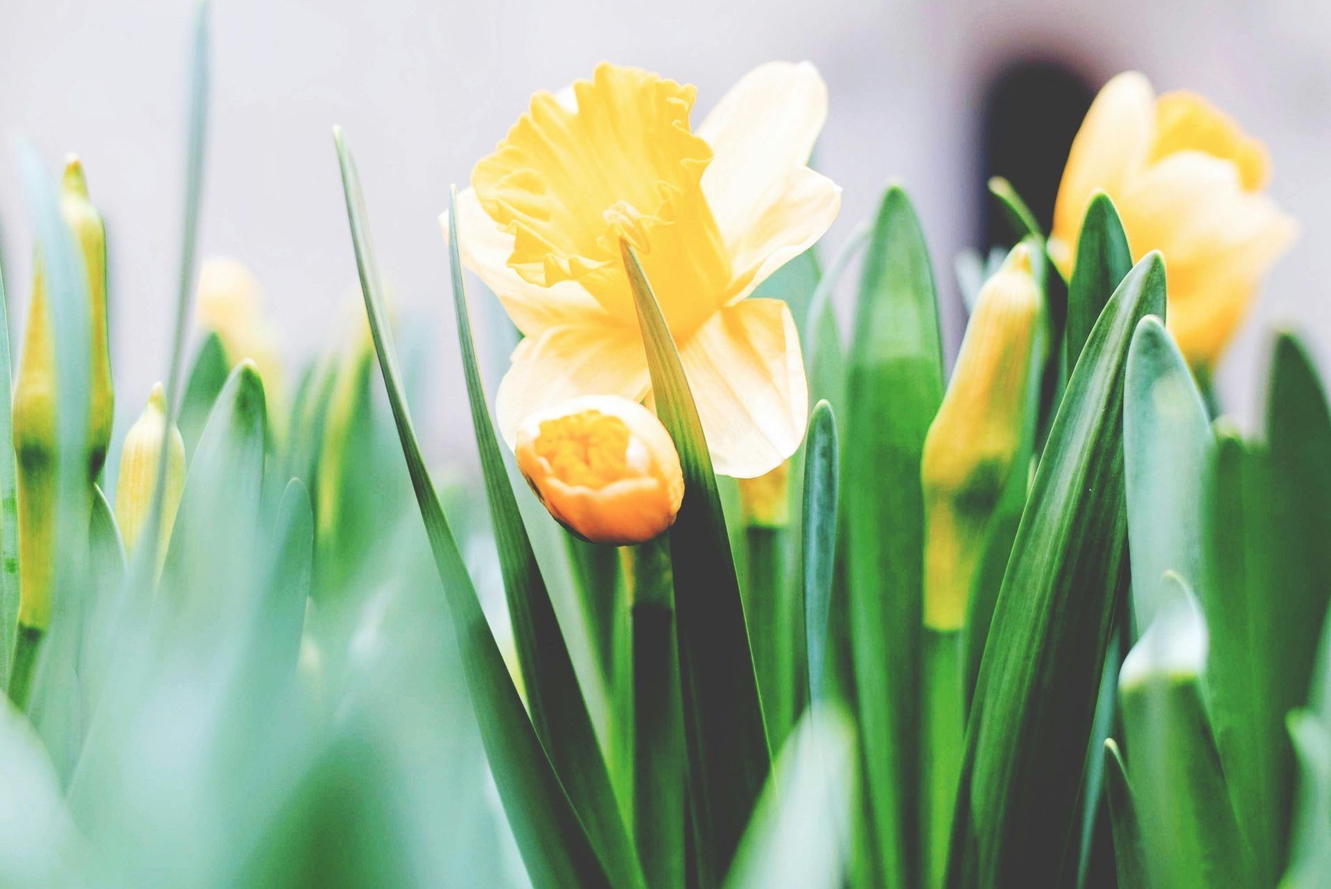 A yellow flower is surrounded by green leaves