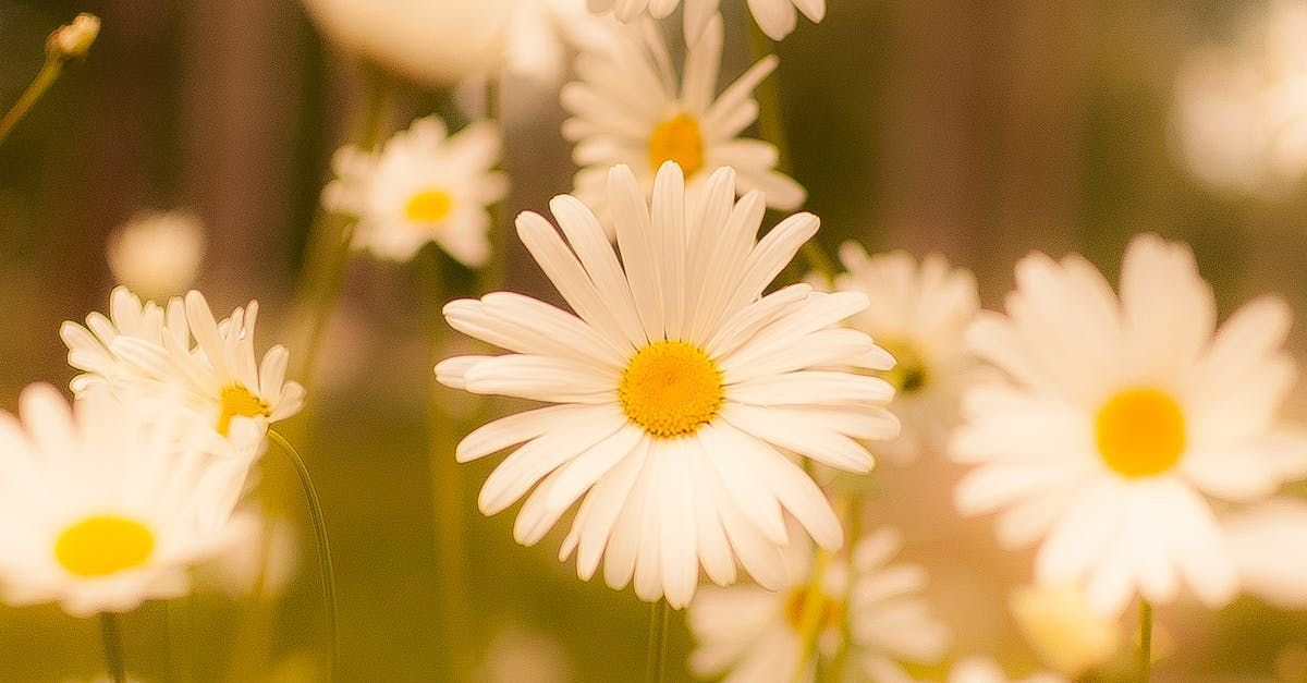 A bunch of daisies are growing in a field.