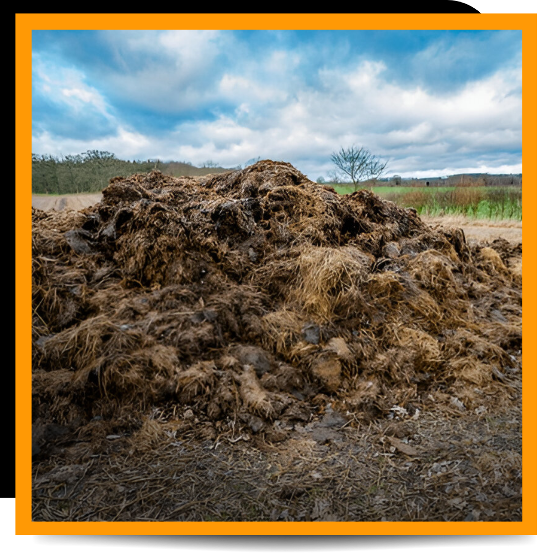 Manure on the ground