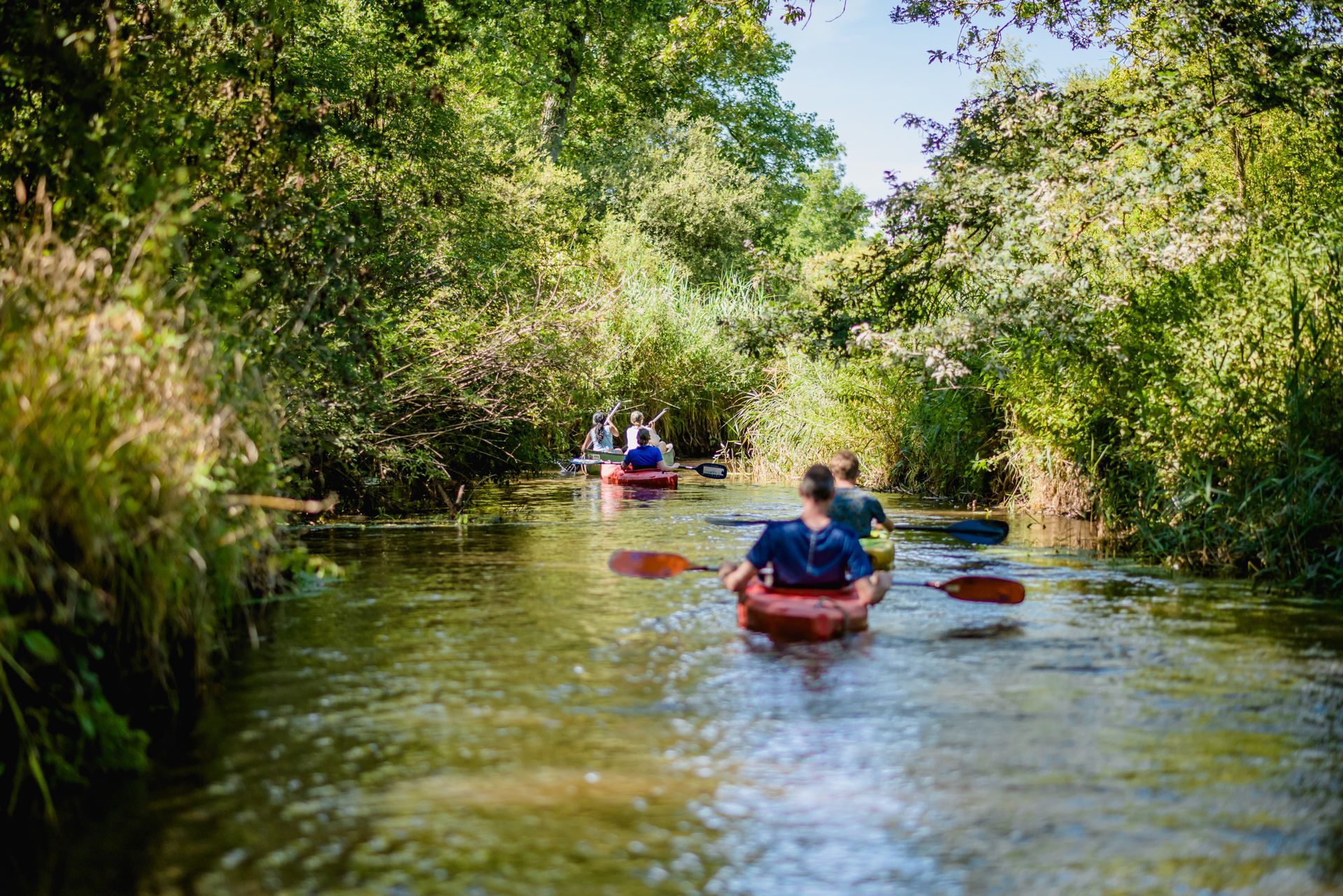 Kayakers paddle down a river, surrounded by green trees and foliage. Kayakers paddle down a river, surrounded by green trees and foliage.
