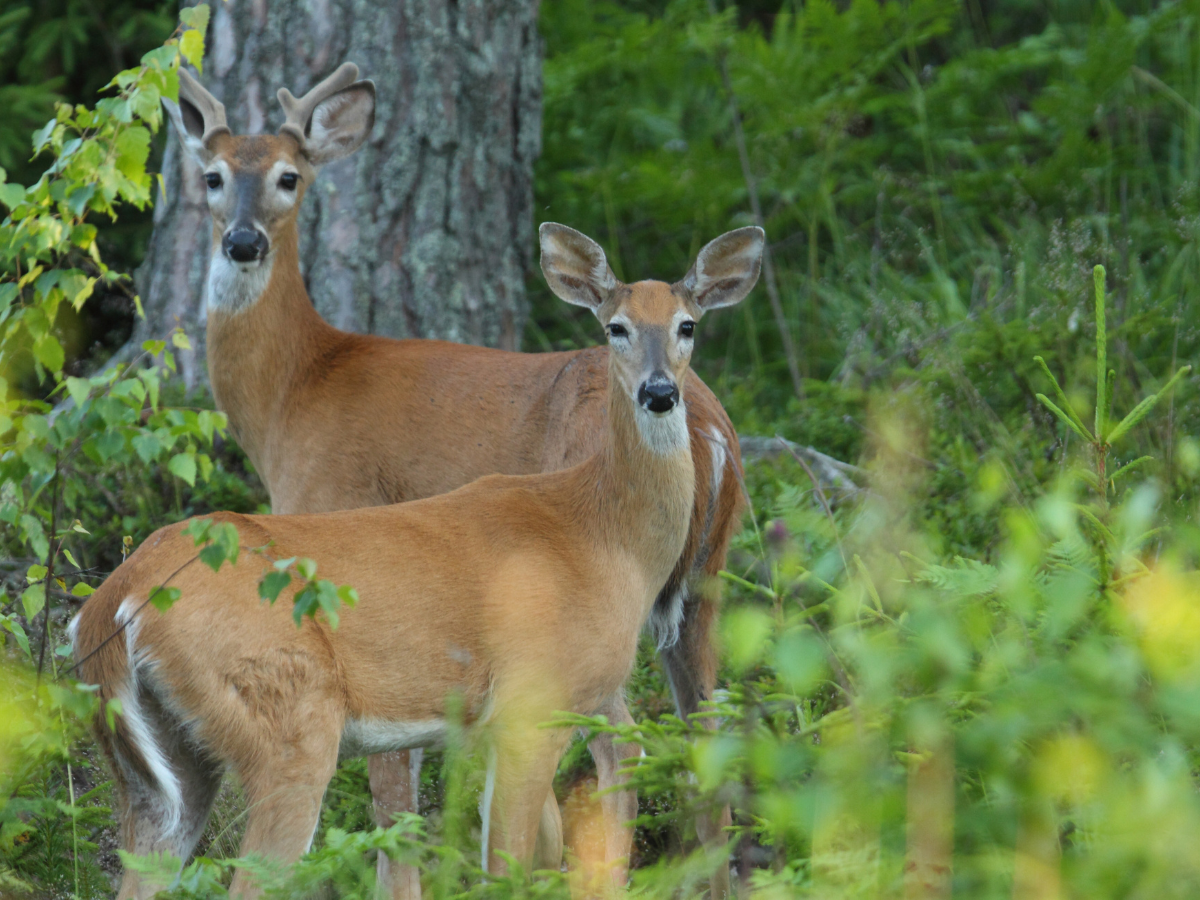 Two deer standing in a forest. One is in front, looking forward, the other is behind a tree. Two deer standing in a forest. One is in front, looking forward, the other is behind a tree.