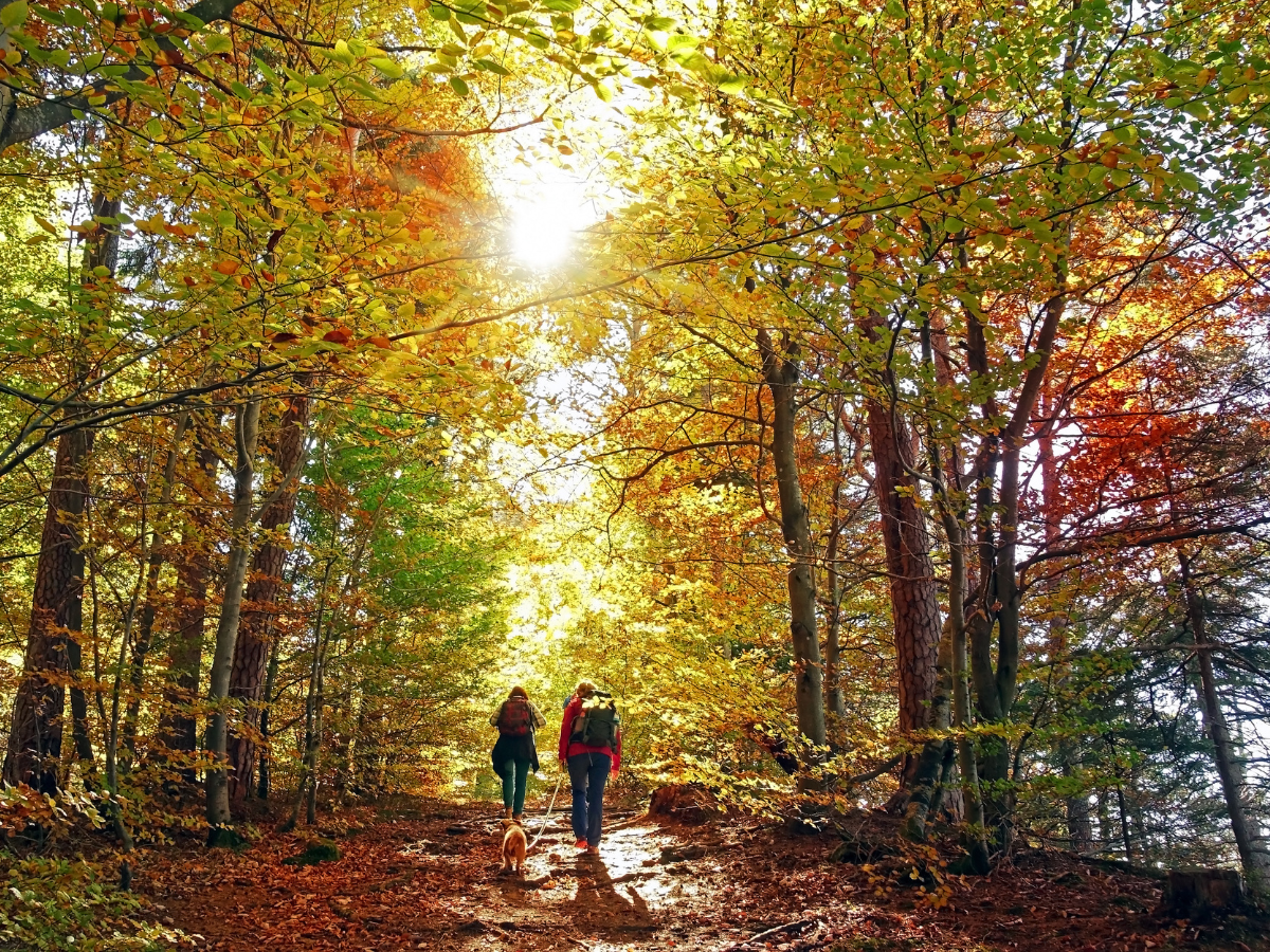 Two people hike on a path through a forest in autumn, leaves in vibrant yellows and reds; sunlight shines.