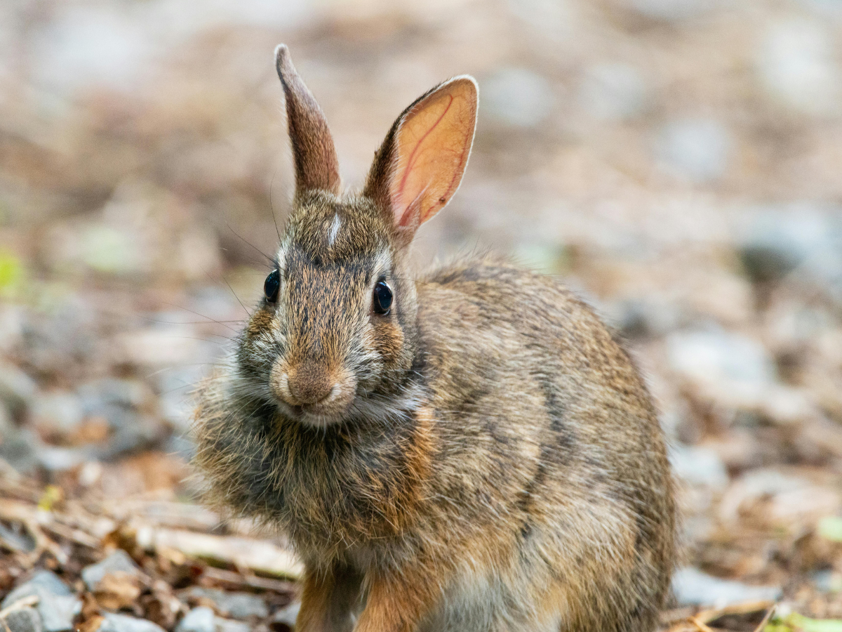 Brown rabbit with upright ears in a rocky outdoor setting.