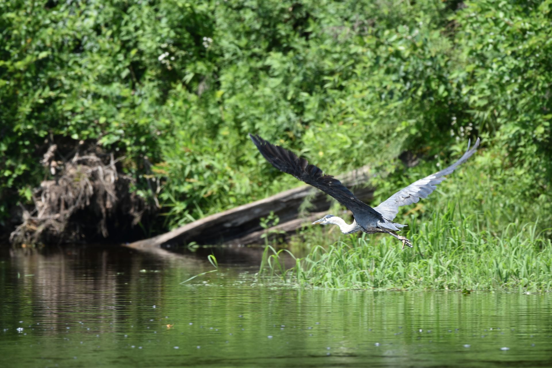 A bird is flying over the Delaware River