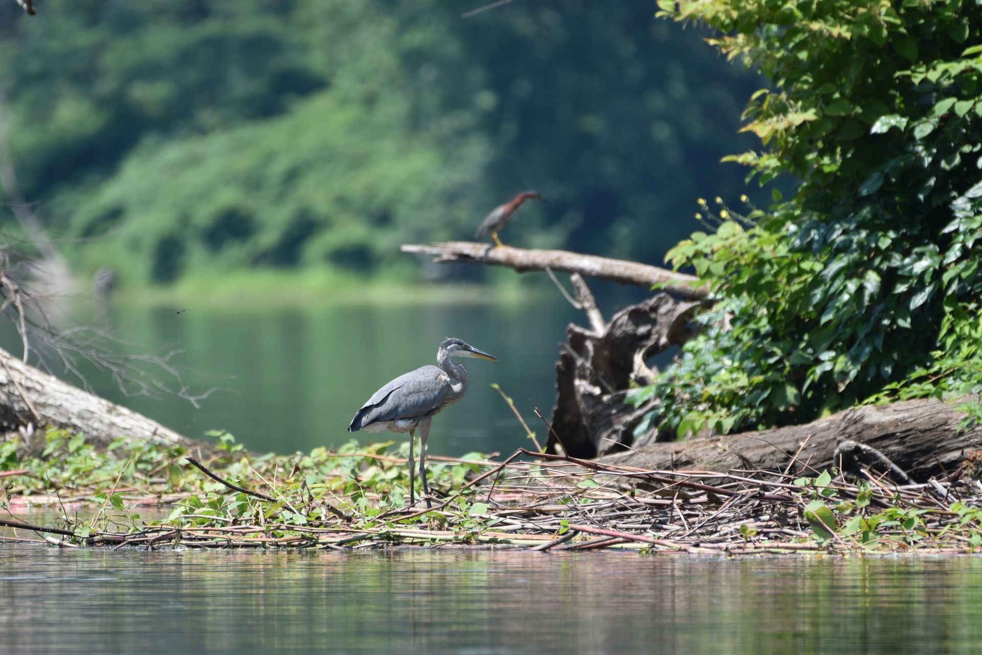 A bird is standing on the shore of the Delaware River