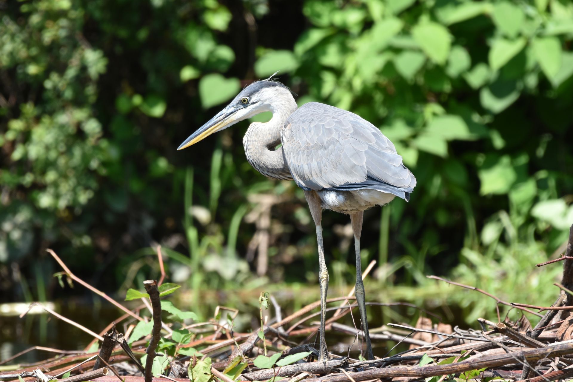 A great blue heron is standing on a branch in the woods on the Delaware Water Gap
