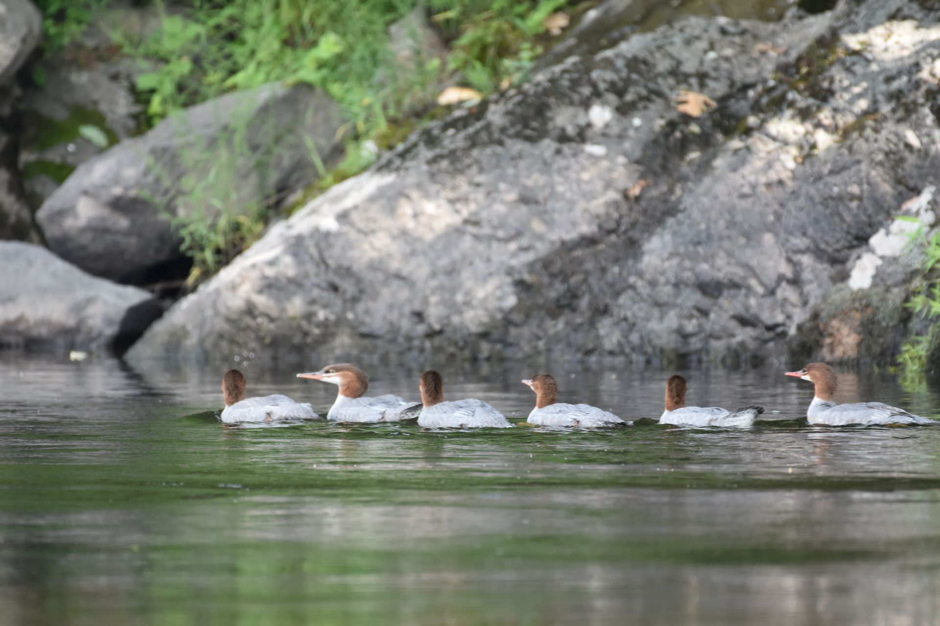 A group of ducks are swimming in a river near adventure sports.