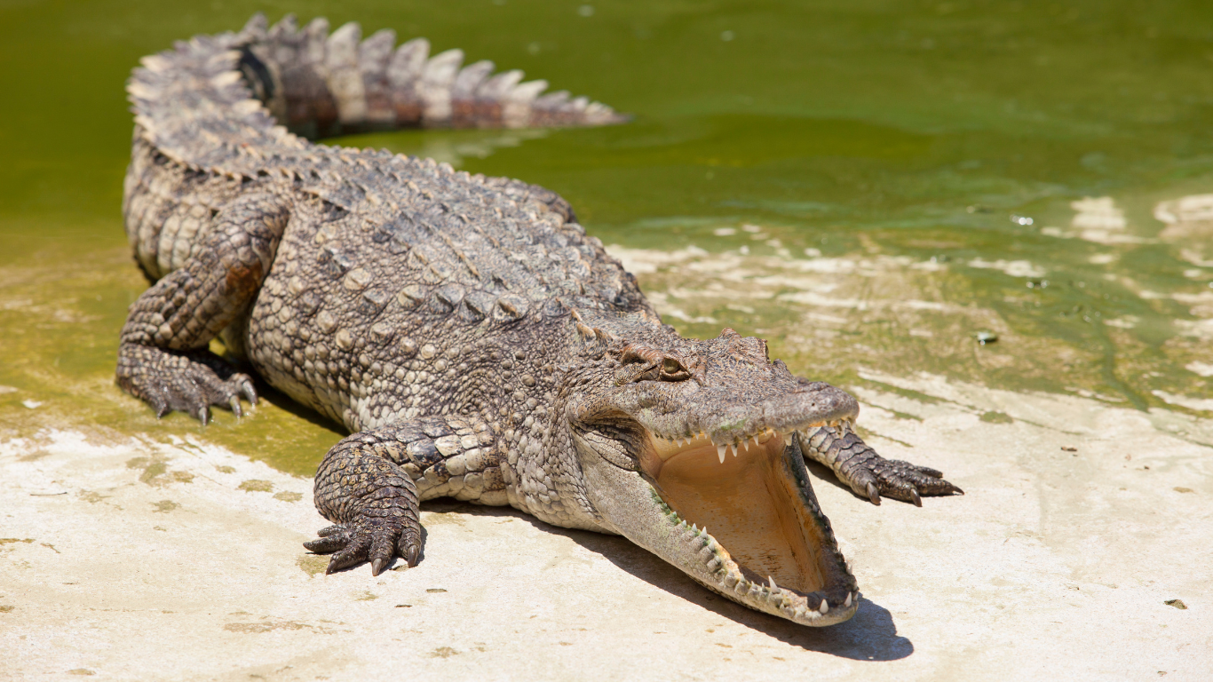 A crocodile is laying next to a body of water on the adventure sports website