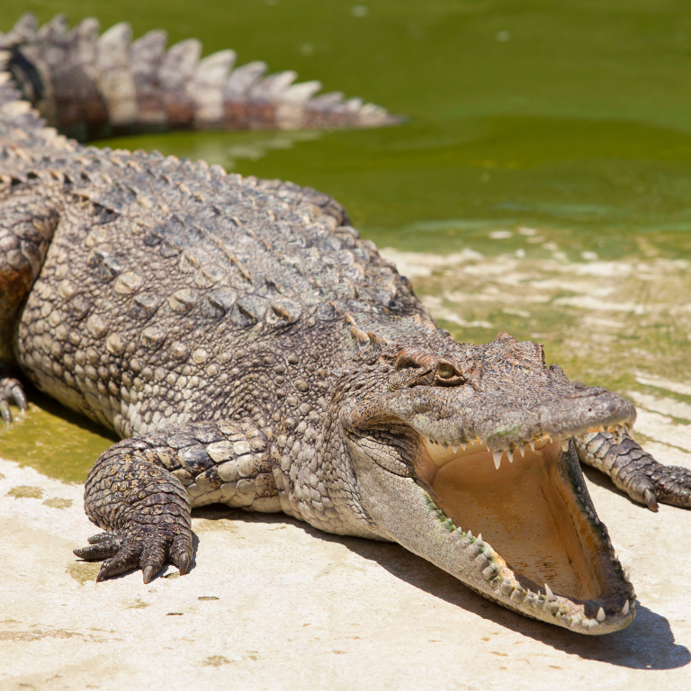 A crocodile is laying on the ground with its mouth open on adventure sports website