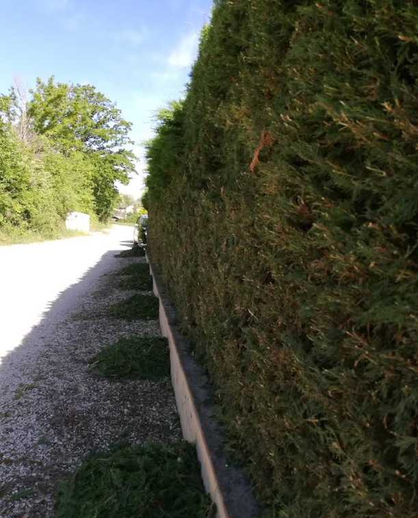 Siepe potata lungo un sentiero di ghiaia; sotto la siepe, sotto un cielo azzurro, giacciono degli sfalci verdi.