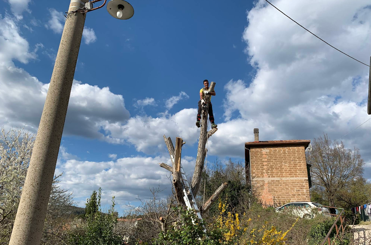 Una persona in piedi in cima a un ceppo d'albero, intenta a potare i rami. Cielo azzurro con nuvole, edificio in mattoni.
