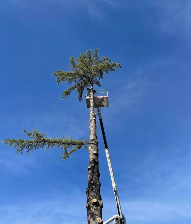 Un albero viene potato da un operaio in un cestello elevatore contro un cielo azzurro.