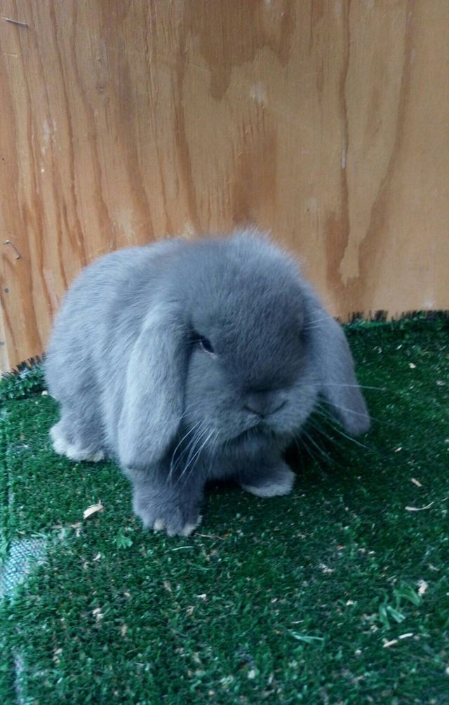 Toelettatura Milano Argo pet shop